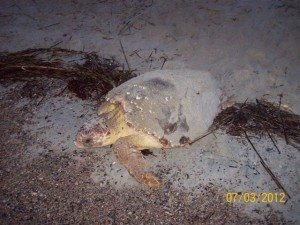 Tybee Island's Sea Turtles