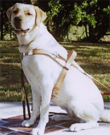Service Dogs and Guide Dogs