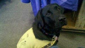Knight, a Guide Dog in Training