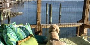 doggie dock-Pet-Friendly Places on Tybee Island