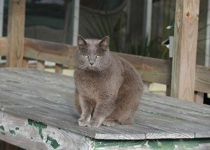at gray tybee island cat on the porch