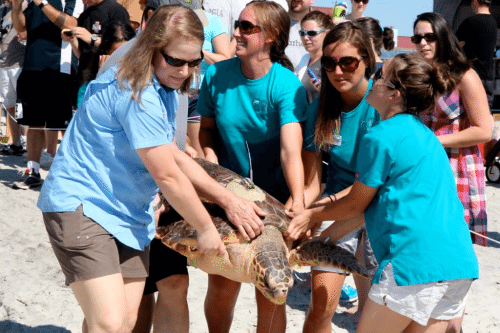 caring for bobby's sea turtles