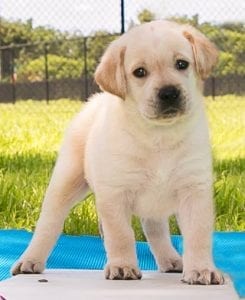 puppy in training to be a guide dog