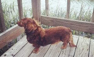 beautiful dacshund enjoying Tybee Island