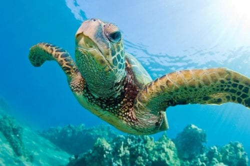 Sea turtles on Tybee Island