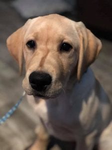 Tybee is a Guide Dog puppy in training