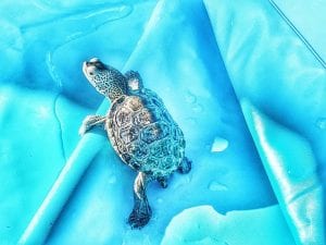 tybee island turtle