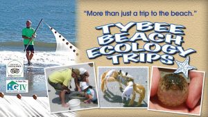 tybee beach ecology trips