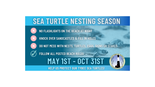 sea turtle nesting season