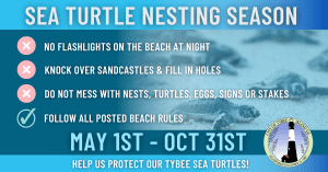tybee island sea turtle nesting season