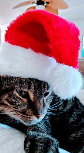 catnip for christmas